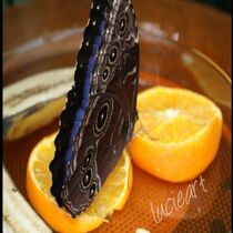 Schmetterling auf Orange  von lucieart
