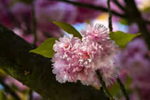 Cherry tree blossoms by Susanne Fritzsche