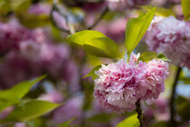 Pink Cherry tree blossoms von Susanne Fritzsche