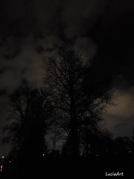 Trees-in-the-dark