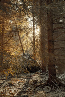Mystische Lichtstimmung im Fichtenwald von Holger Spieker