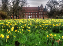 Blühende Osterglocken auf der Schlosswiese von Edgar Schermaul