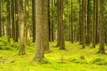 Beautiful forest von Susanne Fritzsche