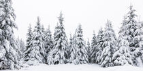 Winter im Wald bei Kaltenbronn - Schwarzwald von dieterich-fotografie