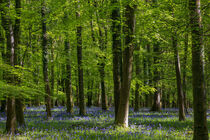 Bluebells at Speculation by David Tinsley