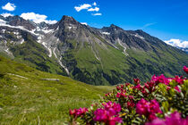 Alpenrosenblüte mit Bergpanorama by Holger Spieker