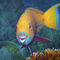 U-0004-1-2-3-4-af-parrotfish-chlorurus-gibbus-redsea-egypt-3170159f-43