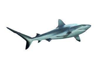 D-0027-af-reefshark-carcharhinus-amblyrhynchos-yap-micronesia-b170159f-co-43-wei