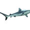 D-0027-af-reefshark-carcharhinus-amblyrhynchos-yap-micronesia-b170159f-co-43-wei