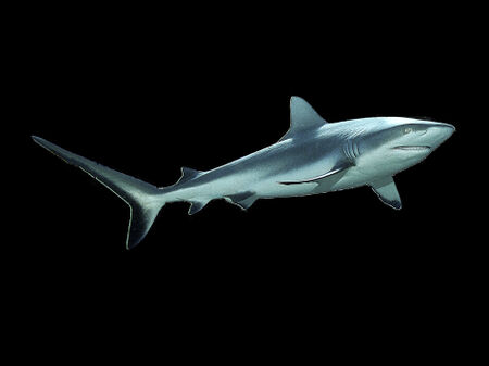 D-0027-af-reefshark-carcharhinus-amblyrhynchos-yap-micronesia-b170159f-co-43-schw