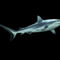 D-0027-af-reefshark-carcharhinus-amblyrhynchos-yap-micronesia-b170159f-co-43-schw
