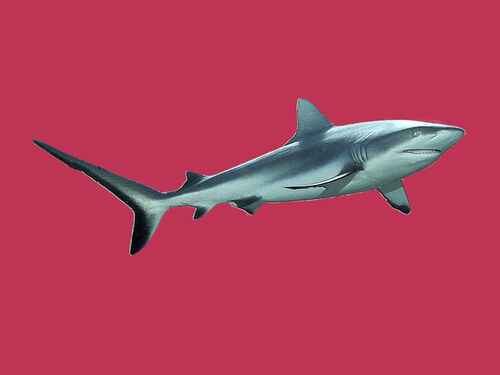 D-0027-af-reefshark-carcharhinus-amblyrhynchos-yap-micronesia-b170159f-co-43-mag