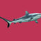 D-0027-af-reefshark-carcharhinus-amblyrhynchos-yap-micronesia-b170159f-co-43-mag