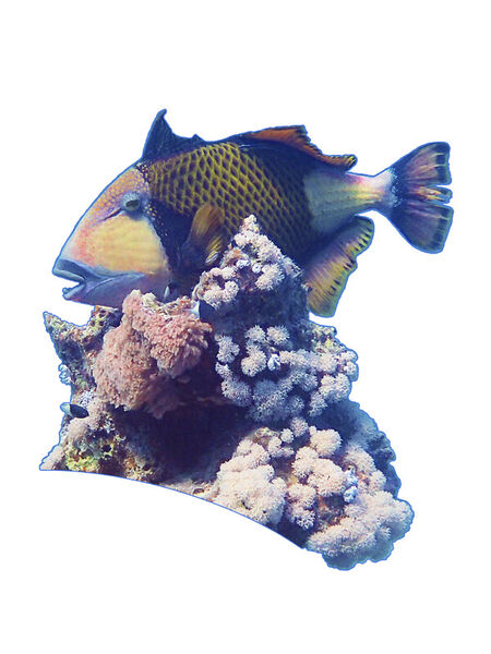D-0028-af-triggerfish-balistoides-viridescens-redsea-egypt-p9250949f-co-foto-34-wei