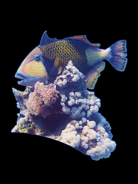 D-0028-af-triggerfish-balistoides-viridescens-redsea-egypt-p9250949f-co-foto-34-schw