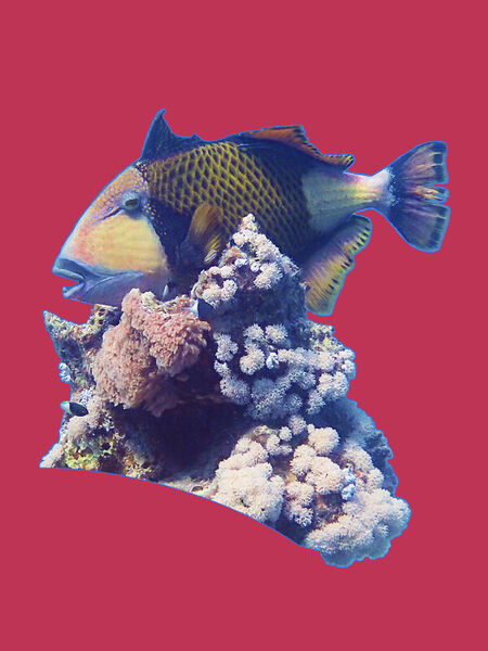 D-0028-af-triggerfish-balistoides-viridescens-redsea-egypt-p9250949f-co-foto-34-mag