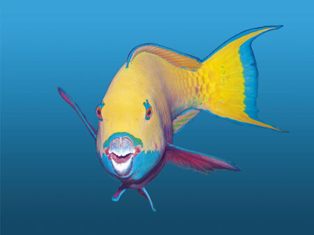 D-0001-af-parrotfish-chlorurus-gibbus-redsea-egypt-3170159f-co-verlauf-43-faa