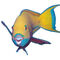 D-0015-af-parrotfish-chlorurus-gibbus-redsea-egypt-3170159f-co-43-wei