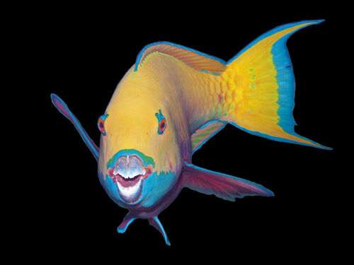 D-0015-af-parrotfish-chlorurus-gibbus-redsea-egypt-3170159f-co-43-schw