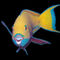 D-0015-af-parrotfish-chlorurus-gibbus-redsea-egypt-3170159f-co-43-schw