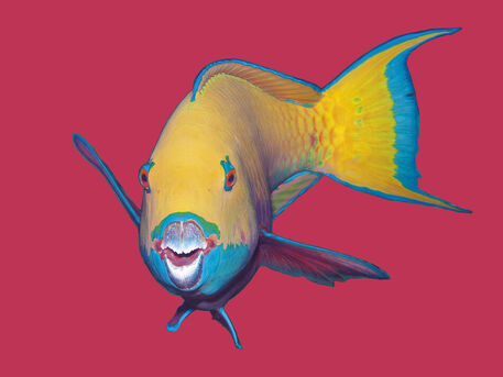 D-0015-af-parrotfish-chlorurus-gibbus-redsea-egypt-3170159f-co-43-mag