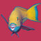 D-0015-af-parrotfish-chlorurus-gibbus-redsea-egypt-3170159f-co-43-mag