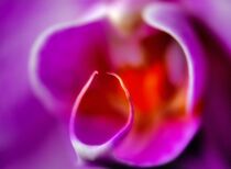 Orchideenblüte von Edgar Schermaul