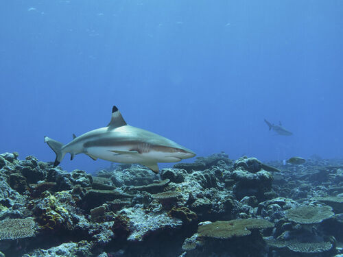 U-0015-af-reefshark-blacktip-carcharhinus-melanopterus-yap-micronesia-b170221f-43-faa
