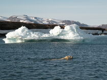 Polar Bear Swimming by Anders Birk  Nielsen