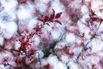 Kirschblütentraum im Frühling von elbvue
