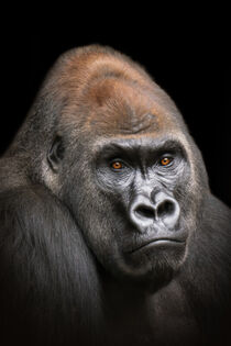 Porträt Gorilla Mann by mario-plechaty-photography