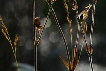 Wilde Pflanzen mit Bokeh Hintergrund by Marlise Gaudig