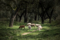 Schafe in einer Waldlichtung