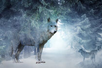 Mysterious Wolf and Snow - Geheimnisvoller Wolf und Schnee by Erika Kaisersot