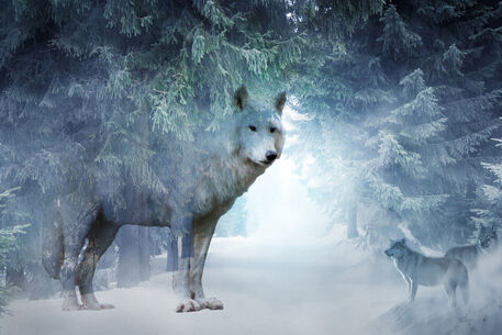 Magic-wolf-and-snow-01a