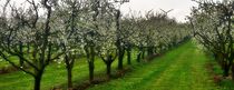 Baumblüte auf der Apfelplantage by Edgar Schermaul