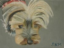 Yorkshire terrier, close up  by Sarah K Murphy