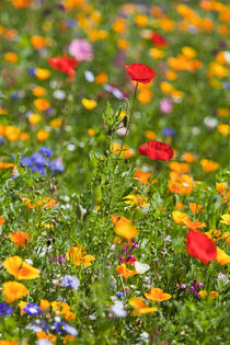 Blumenwiese mit Klatschmohn im Sommer by dieterich-fotografie
