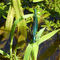Libelle-blau-artflakes