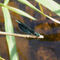 Libelle-blauflugel-artflakes