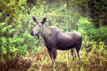 Young Moose in the Green Forest Art by Sandy Richter