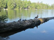 A Family of Ducks von Sabine Cox