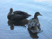 Ducks in the Water von Sabine Cox