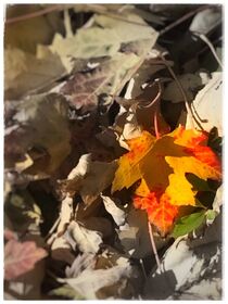 Maple Leaf - 1  by Sabine Cox