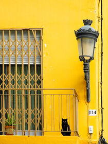 El gato negro by rgbilder