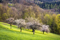 Frühling im Odenwald - Springtime in the Forest of Odes von Susanne Fritzsche