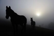 Pferde im Nebel von Christiane Fendrich