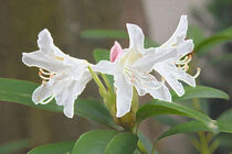 Rhododendron  von Angelika Wiedemeyer
