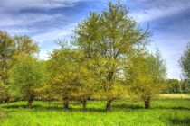 Bäume im Frühling von Edgar Schermaul