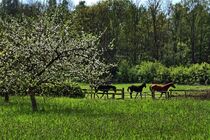 Pferde im Frühling von Edgar Schermaul